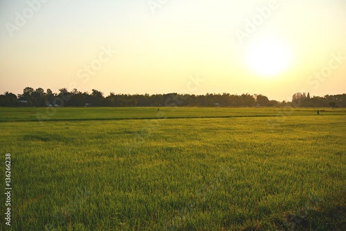 Rice field with morning light./ Rice fields in the morning Against the backdrop of nature © thonephoto