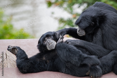 Singe siamang jouant avec le sac gulaire d'un autre