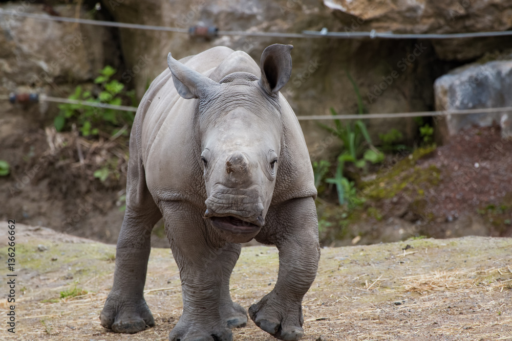 Fototapeta premium Jeune rhinocéros blanc