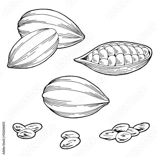 Cocoa bean graphic black white isolated sketch illustration vector