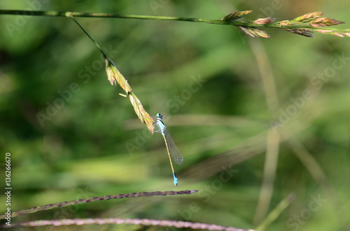 Фотография Libelulas y Aguaciles