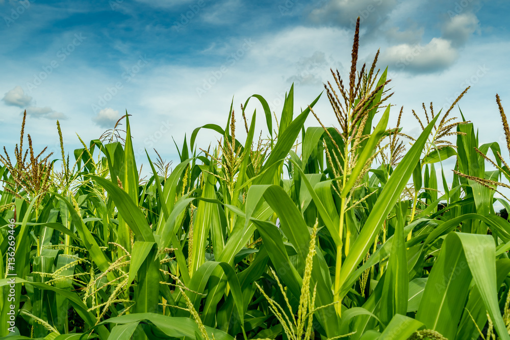 Fototapeta premium Corn field with sky background