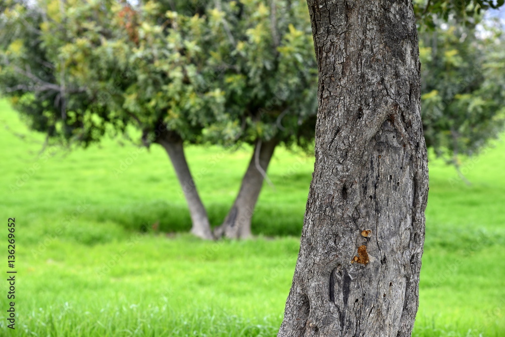 Obraz premium carob trees in cyprus landscape 