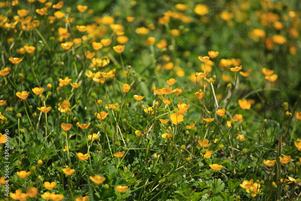 Obraz premium light rays shining through trees