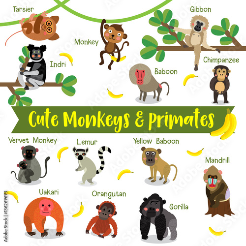 Cute Monkey and Primate Animals cartoon on white background with animal name.