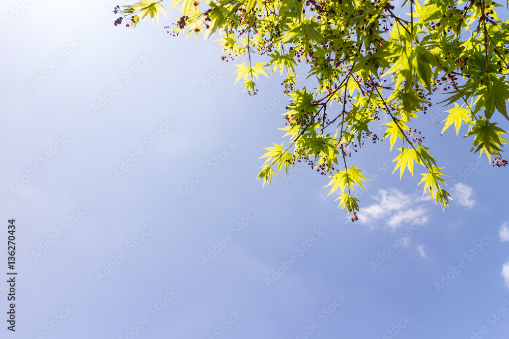maple tree and fruits on blue sky background maple tree and fruits on blue sky background