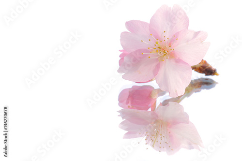 Japanese cherry blossom on reflection white  2