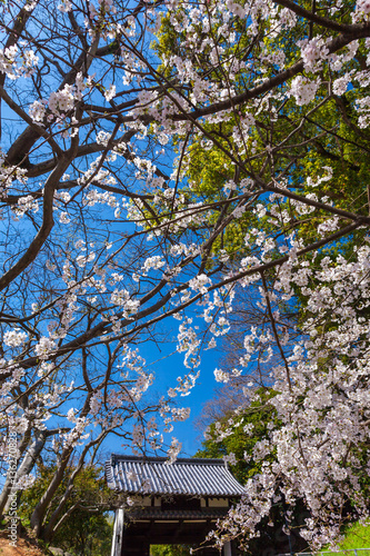 Wallpaper Mural 舞鶴公園の桜 Torontodigital.ca