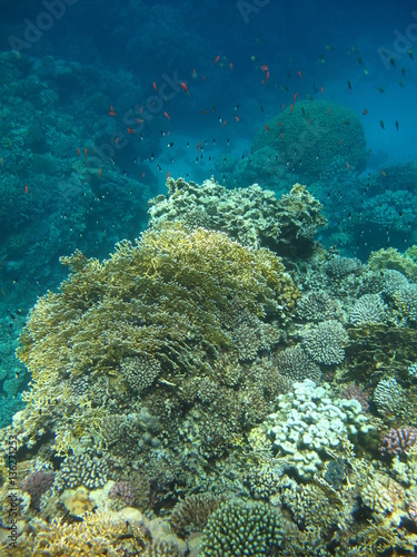 barriera corallina © paolo