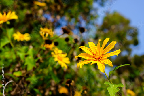 Mexican sunflower weed and blue sky background photo