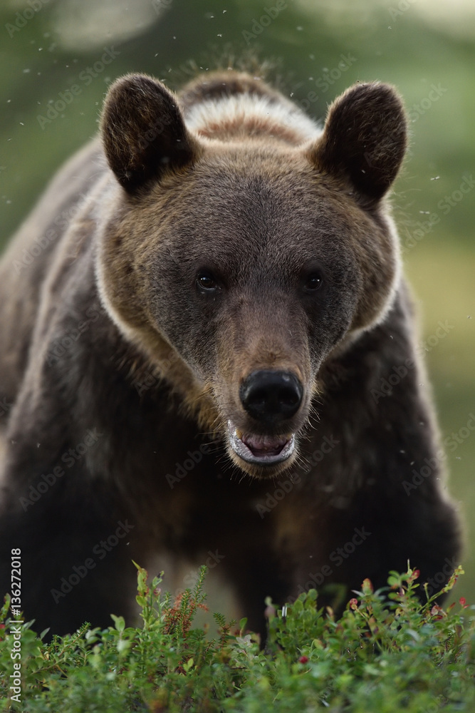 Brown bear (Ursus arctos) closeup in a forest