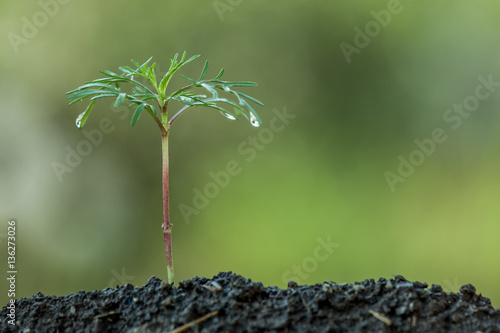 Young plant growing in soil on green background