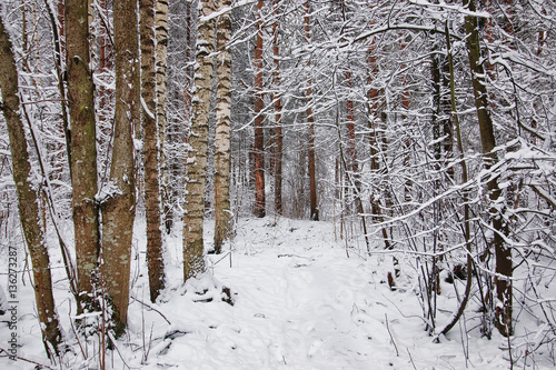 winter forest covered snow