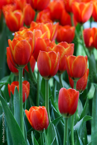 Beautiful orange tulips.