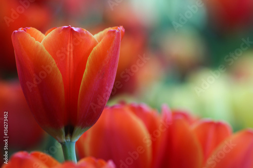 Beautiful orange tulips.