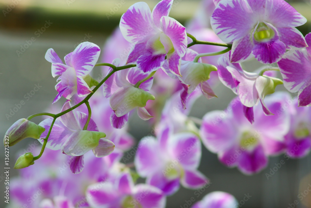 Obraz premium Purple orchids