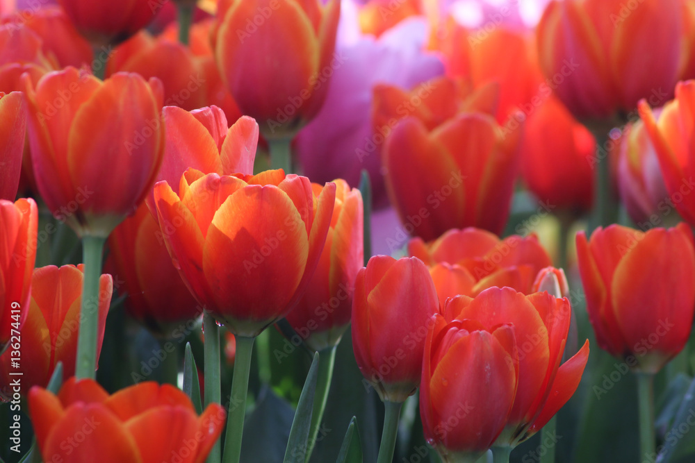 Obraz premium Beautiful orange tulips.