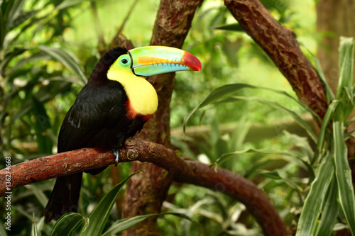 Beautiful scene with Keel-billed Toucan (Ramphastos sulfuratus) in rainforest in Costa Rica