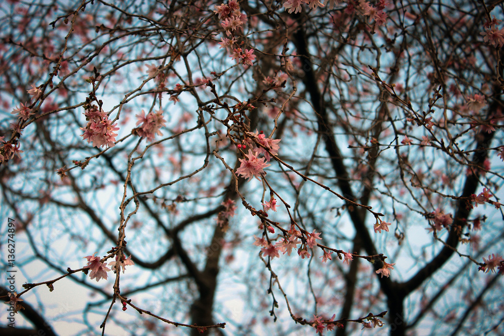 Plum blossoms in Asakusa garden, Tokyo, Japan Plum blossoms in Asakusa garden, Tokyo, Japan
