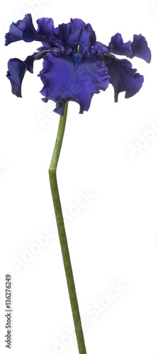 Fototapeta Naklejka Na Ścianę i Meble -  iris flower isolated
