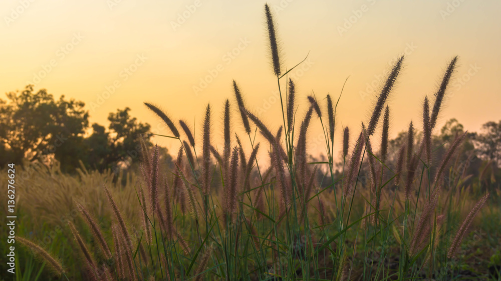 soft silk grass In the morning