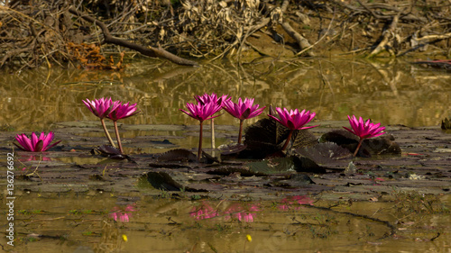 Red, pink lotus in a pond.