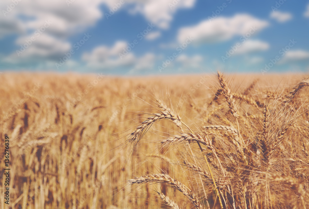 Golden wheat field, harvest and farming