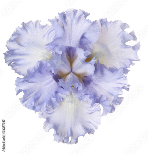 Fototapeta Naklejka Na Ścianę i Meble -  iris flower isolated