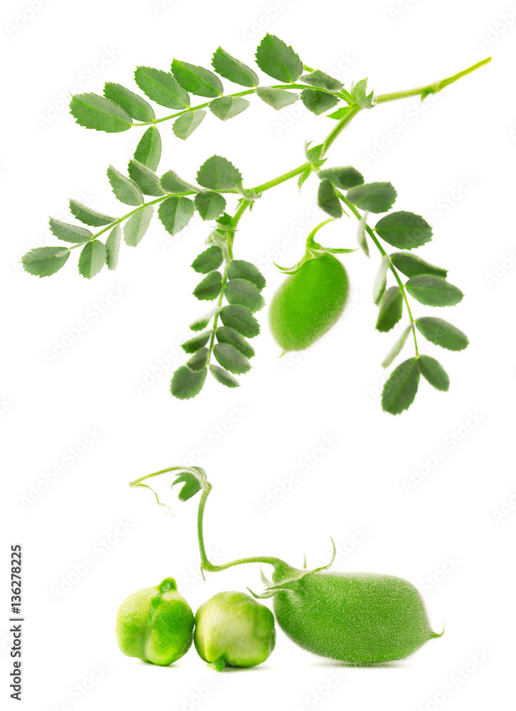 Green chickpea on a branch, and in the pod isolated on white background Green chickpea on a branch, and in the pod isolated on white background