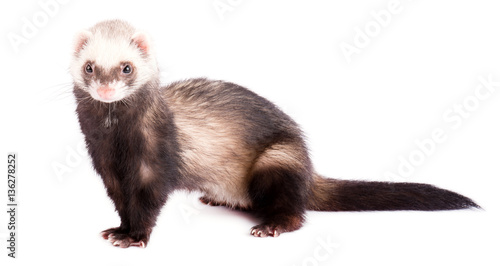 Grey ferret in full growth with a long tail, isolated on white background
