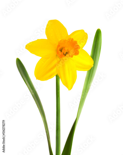 Bud of a yellow Narcissus with two green leaves isolated on white background. Macro Narcissus