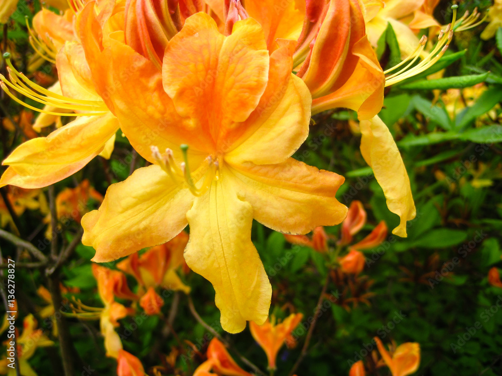 Beautiful orange flower in botanic garden Beautiful orange flower in botanic garden