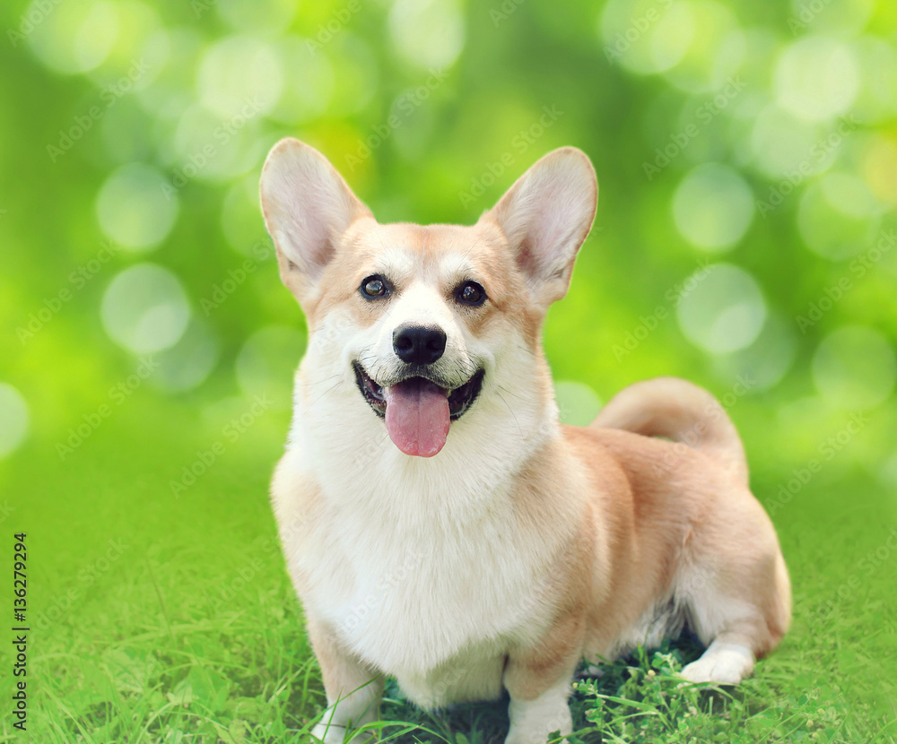 Happy dog Welsh Corgi Pembroke sitting on grass in summer day Happy dog Welsh Corgi Pembroke sitting on grass in summer day