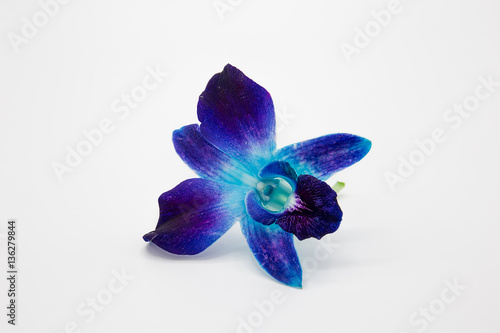Картината върху платно Deep purple blue orchid flower isolated on white background