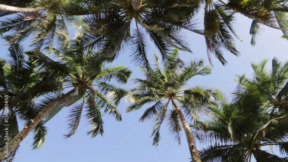 in philippines sky palm and tree moved by wind relax concept. in philippines sky palm and tree moved by wind relax concept.