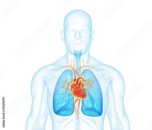 X-ray man front view. Heart, lungs, skeleton, skin on white background.