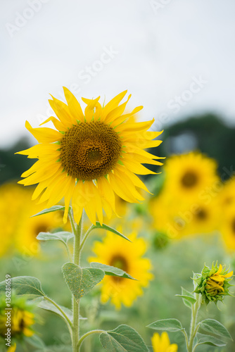Sunflower field  Beauty in nature
