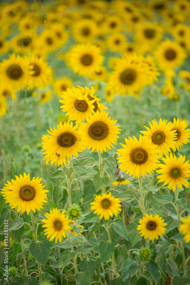Sunflower field, Beauty in nature Sunflower field, Beauty in nature