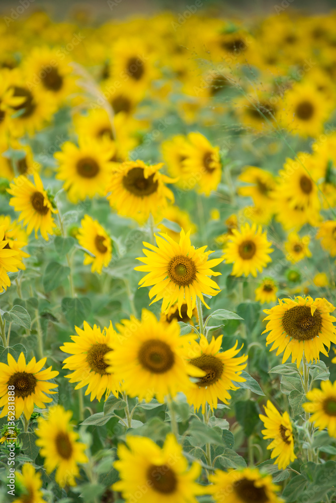 Sunflower field, Beauty in nature Sunflower field, Beauty in nature