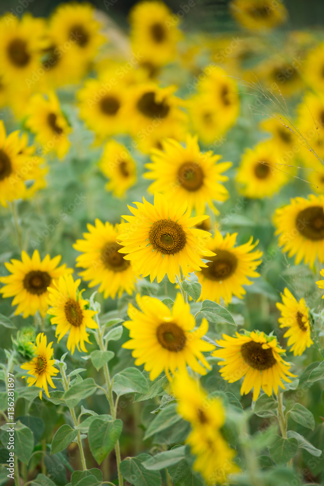 Sunflower field, Beauty in nature