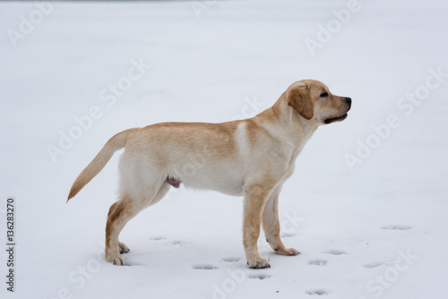 Standing labrador in snow