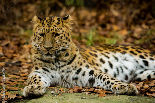 Leopard posing