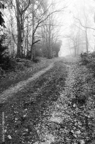 English woodland on a foggy misty morning