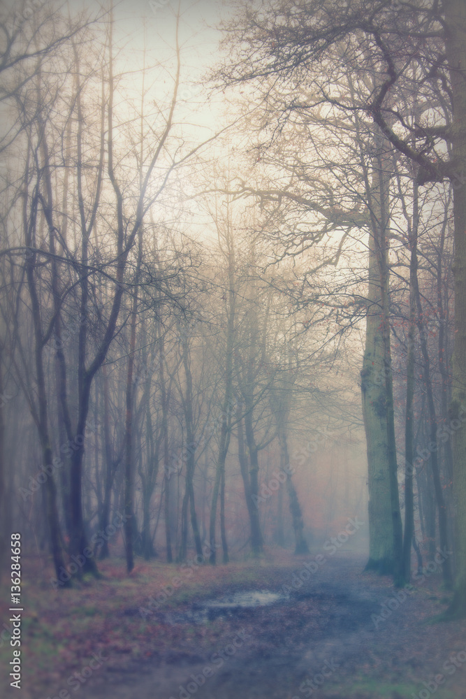 Naklejka premium English woodland on a foggy misty morning