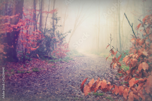 English woodland on a foggy misty morning