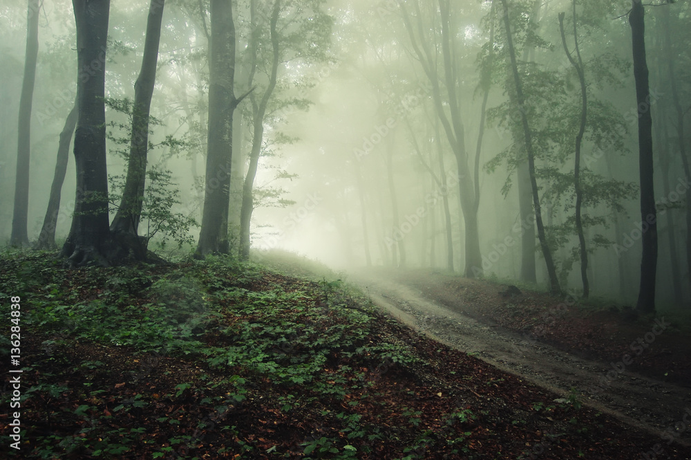Fantasy forest landscape. Trees, fog and road in mysterious woods Fantasy forest landscape. Trees, fog and road in mysterious woods