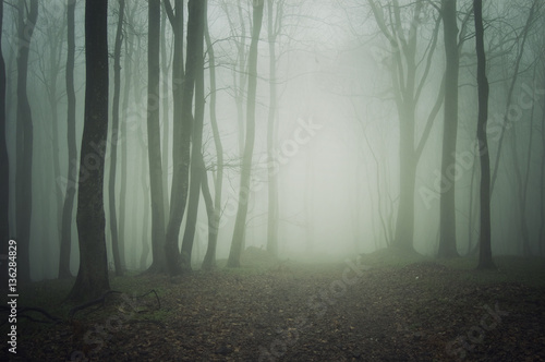 Path through misty forest. Mysterious atmosphere with green fog between trees