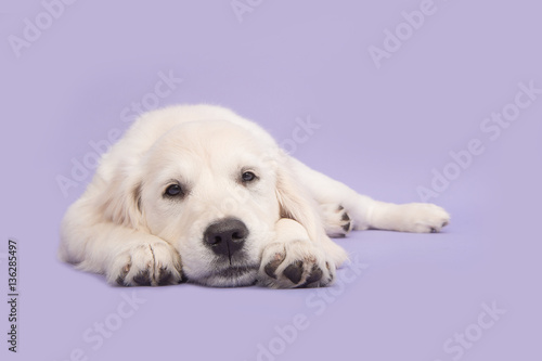 Cute golden retriever puppy lying on the floor with its head on the floor facing the camera on a soft purple background