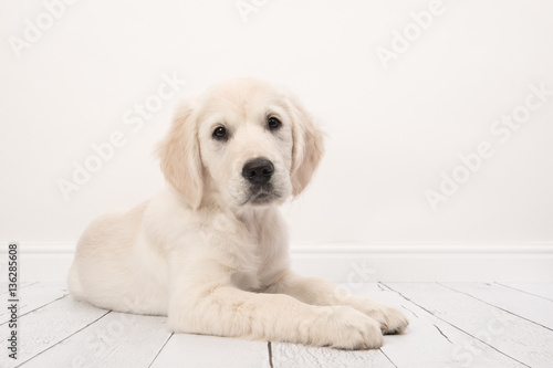 Cute golden retriever puppy lying on the floor in a white living room setting