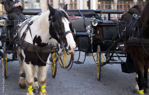 Horse-drawn carriages in Bruges, Belgium